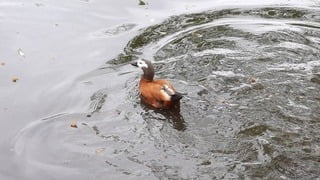 Sortie des petits : les canards du Parc de Procé