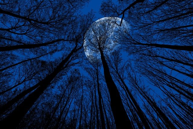Balade nature nocturne en forêt