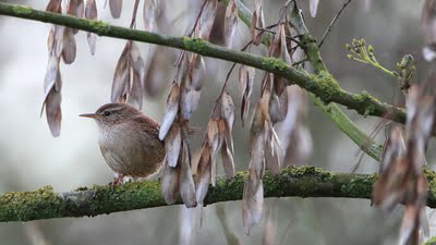 Balade nature : initiation au chant des oiseaux communs