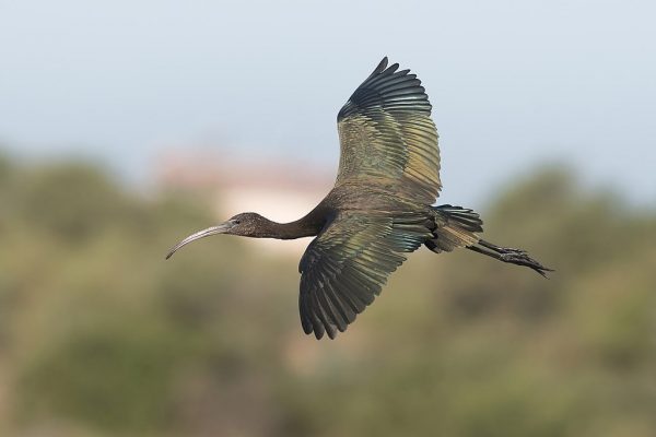 ibis falcinelle