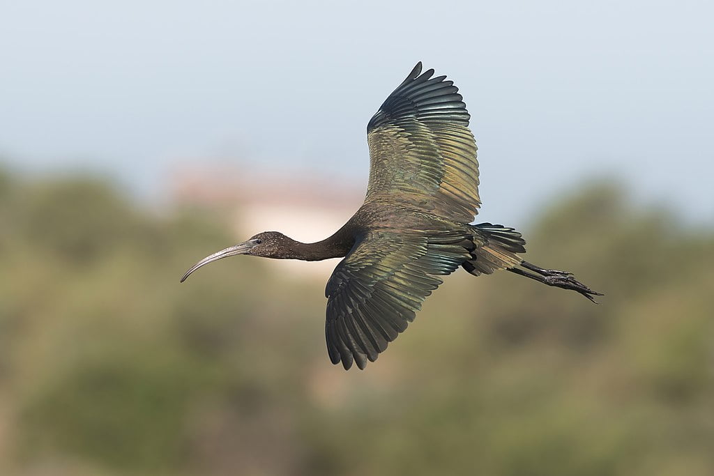 ibis falcinelle