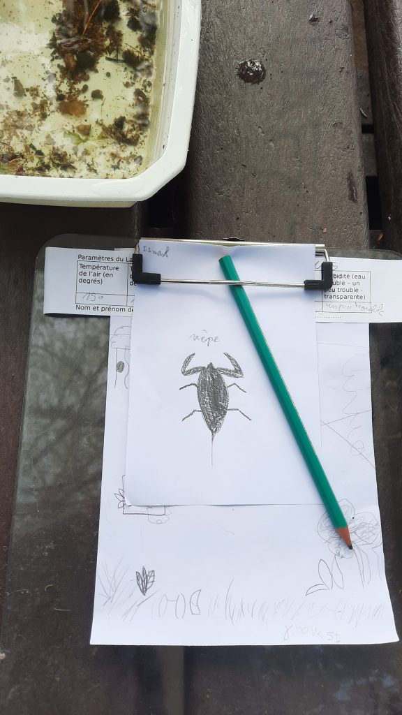 sur un papier, un enfant a dessiné une petite bete de l'eau appelée nèpe ou scorpion d'eau, en s'inspirant d'un insecte vivant, capturé dans une bassine