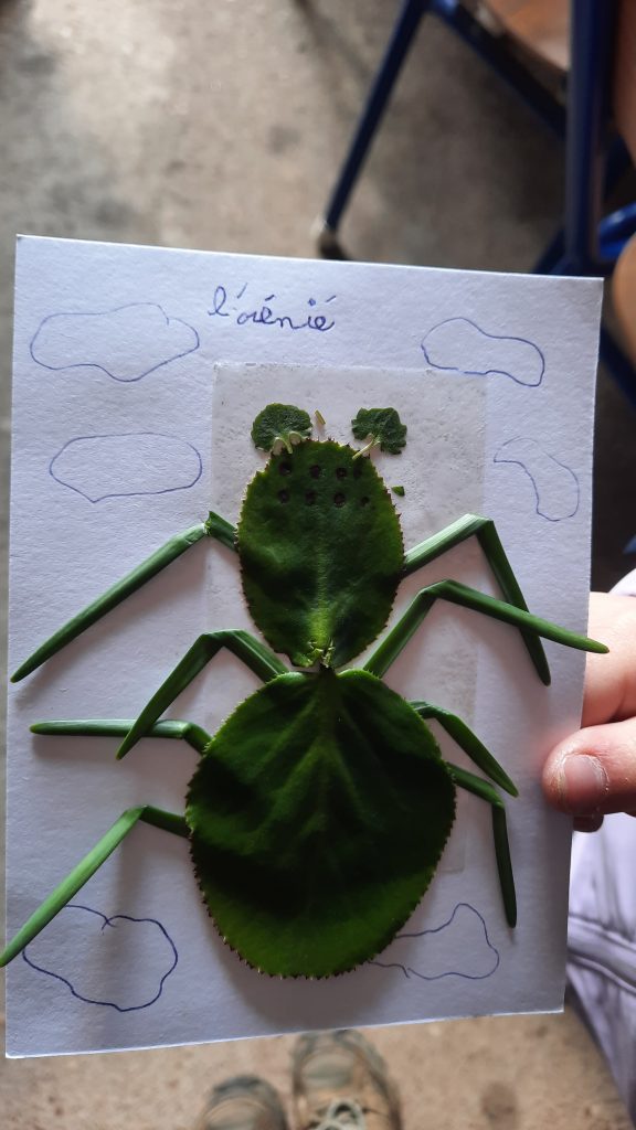 sur du papiercollant un enfant a fabriqué une araignée très précise avec des feuilles edt des herbes pour les pattes